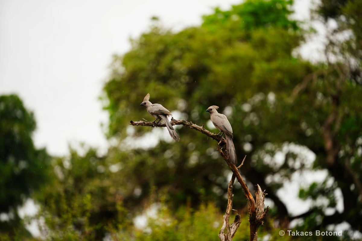 Grey go away times two